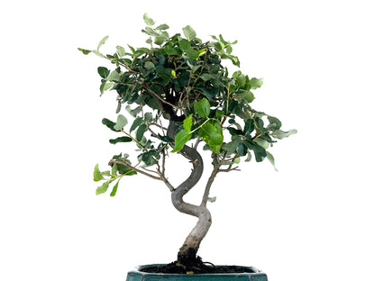 Bonsái Quercus Suber – Alcornoque 8 Años_2