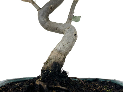 Bonsái Quercus Suber – Alcornoque 8 Años_3