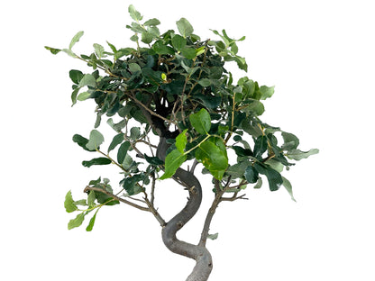 Bonsái Quercus Suber – Alcornoque 8 Años_4