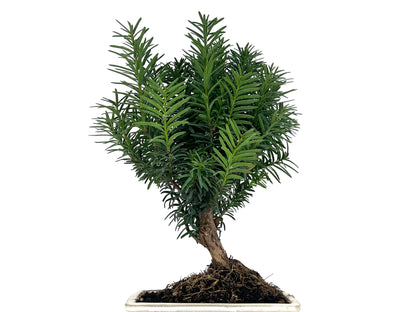 Bonsái Taxus Media - Tejo 8 Años_2