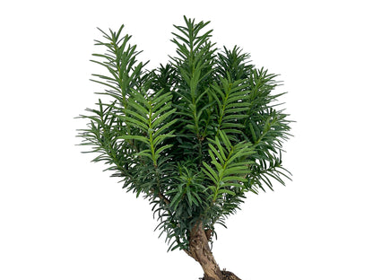 Bonsái Taxus Media - Tejo 8 Años_4