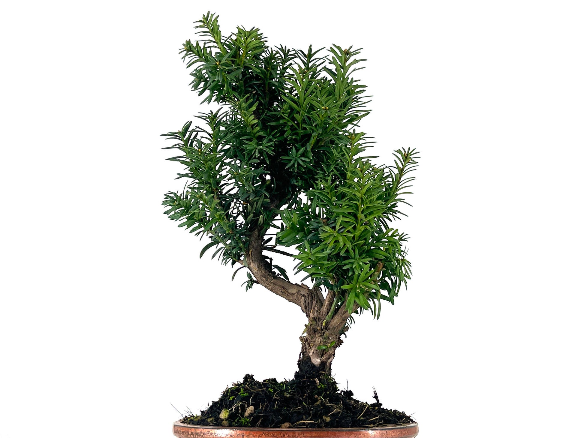 Bonsái Taxus Media – Tejo 9 Años_2