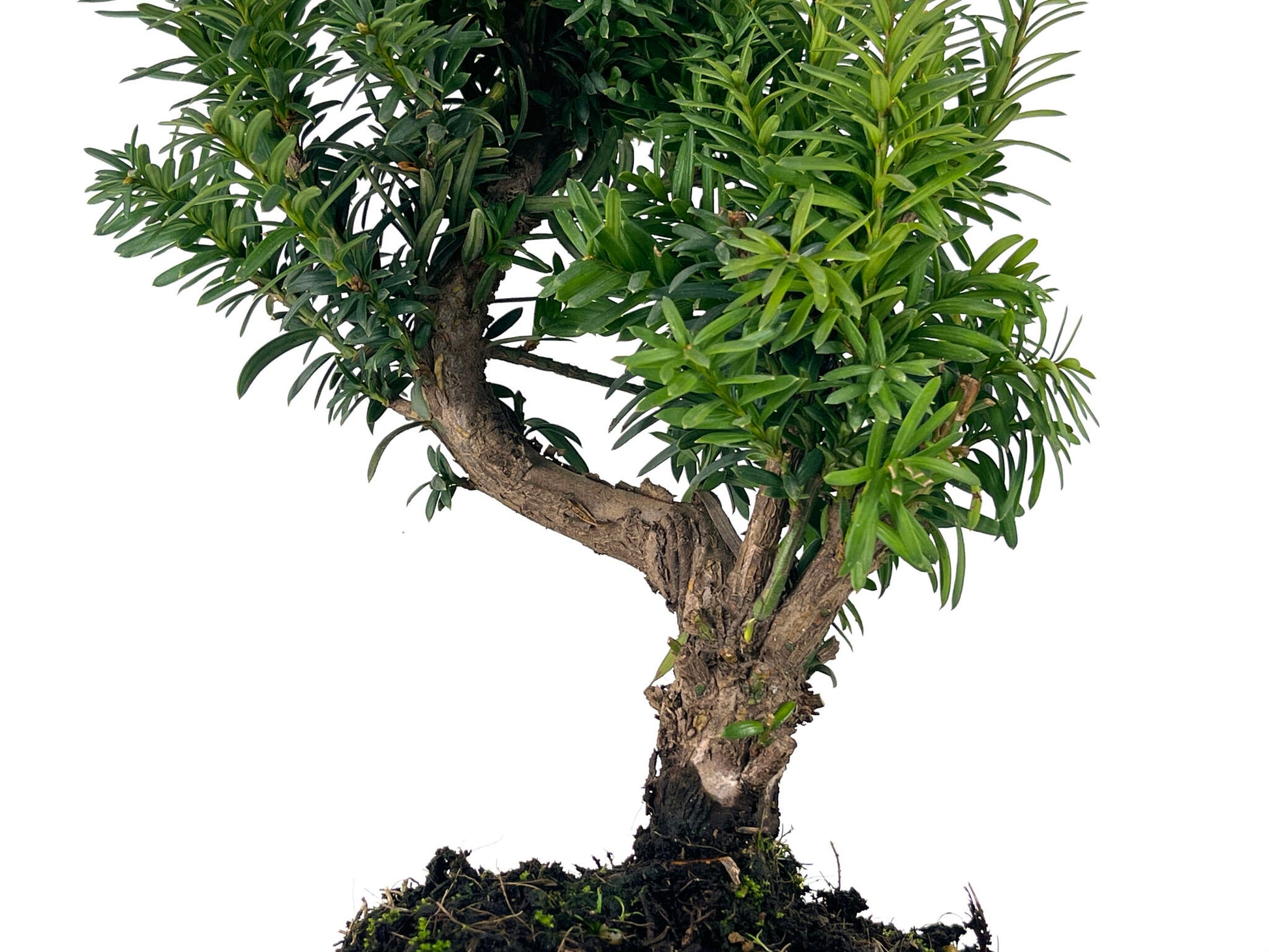 Bonsái Taxus Media – Tejo 9 Años_3