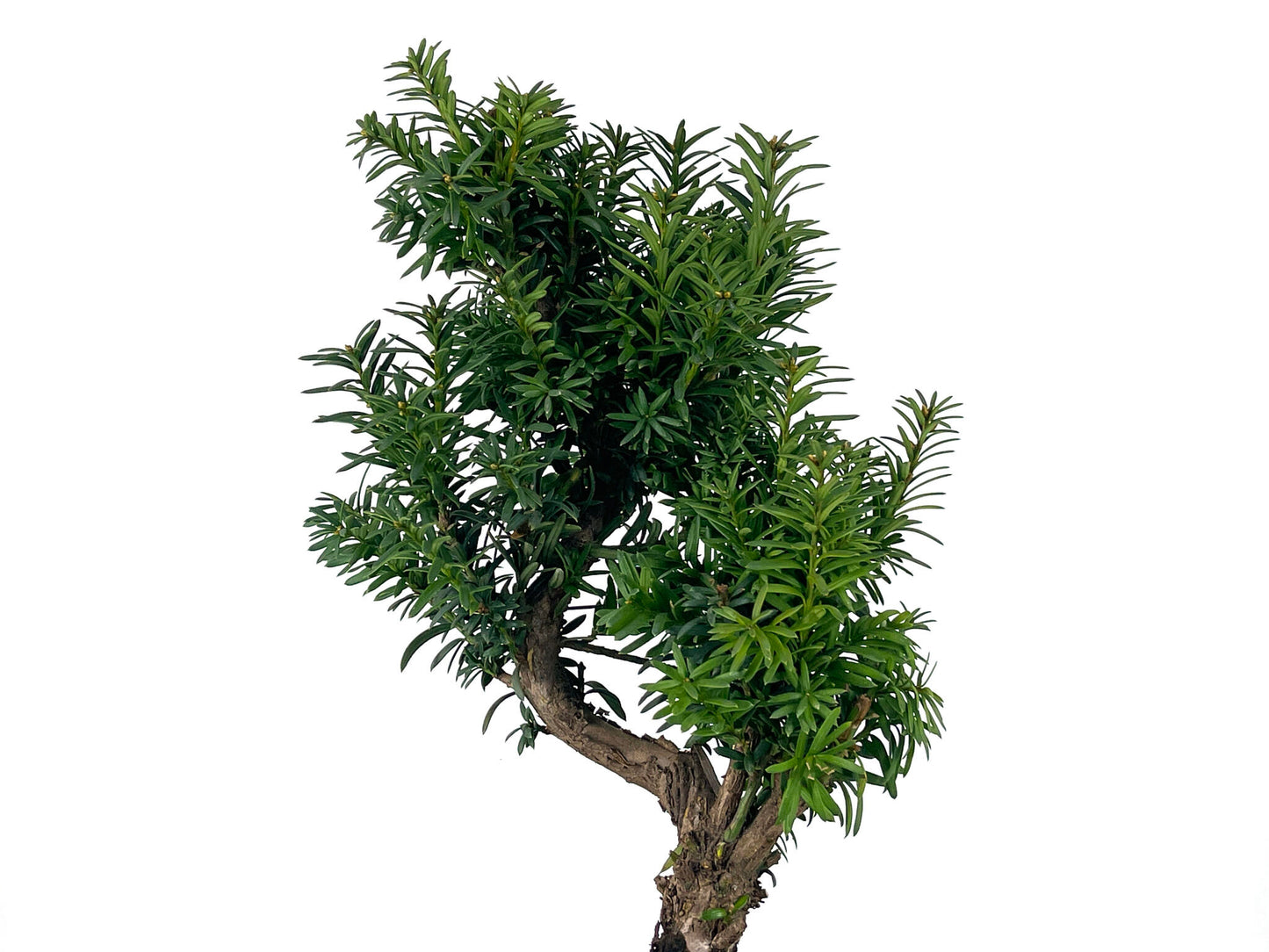 Bonsái Taxus Media – Tejo 9 Años_4