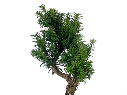 Bonsái Taxus Media – Tejo 9 Años_4