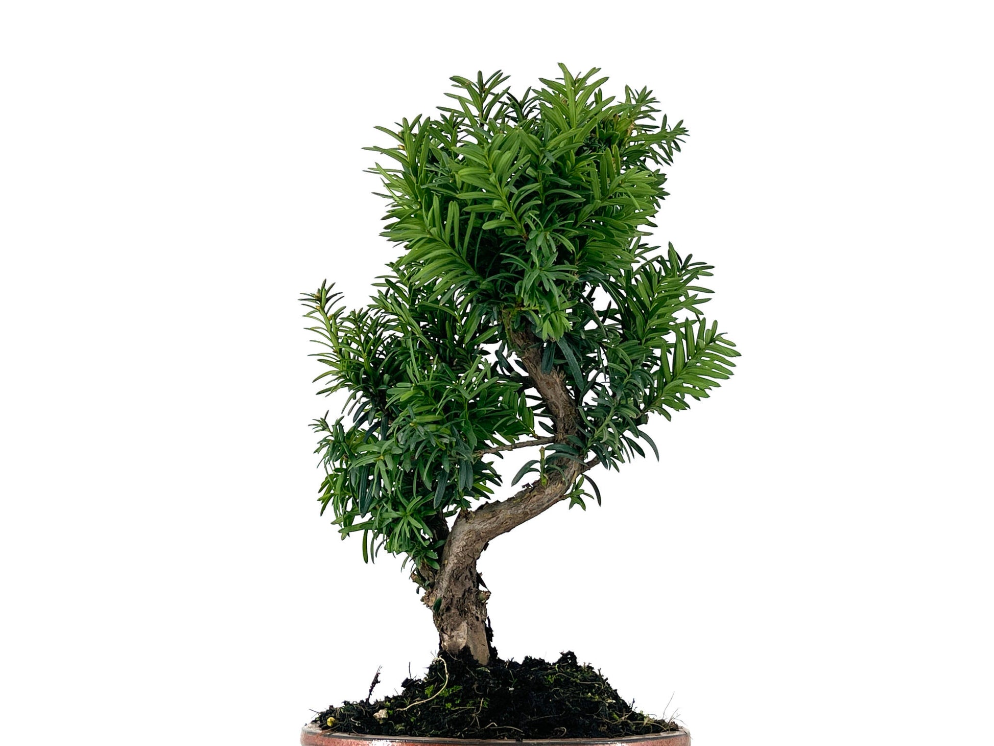 Bonsái Taxus Media – Tejo 9 Años_5