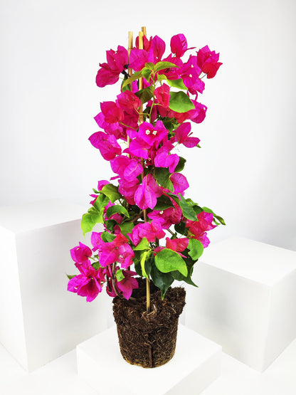 Bougainvillea O Buganvilla_0