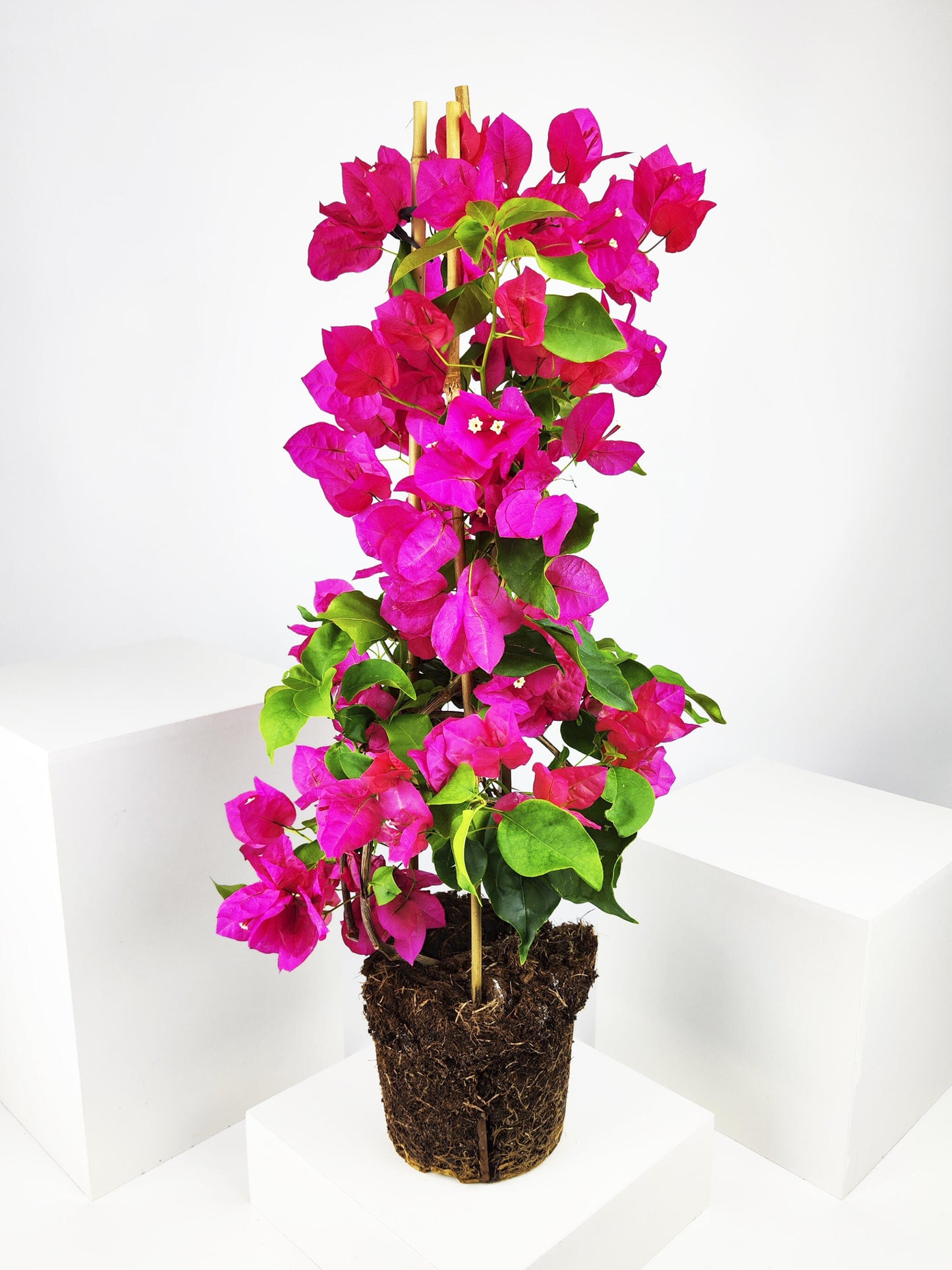 Bougainvillea O Buganvilla_0