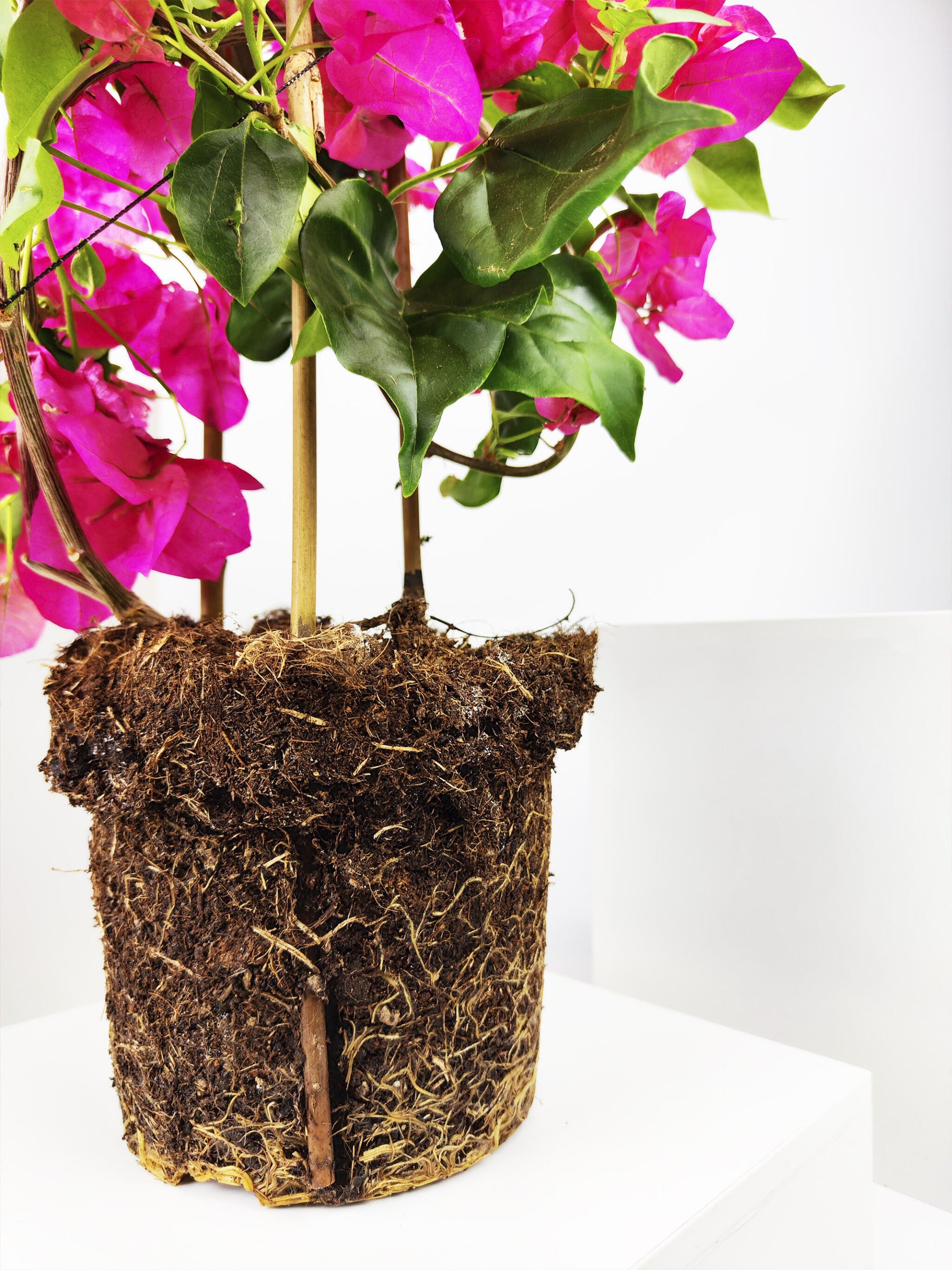 Bougainvillea O Buganvilla_2