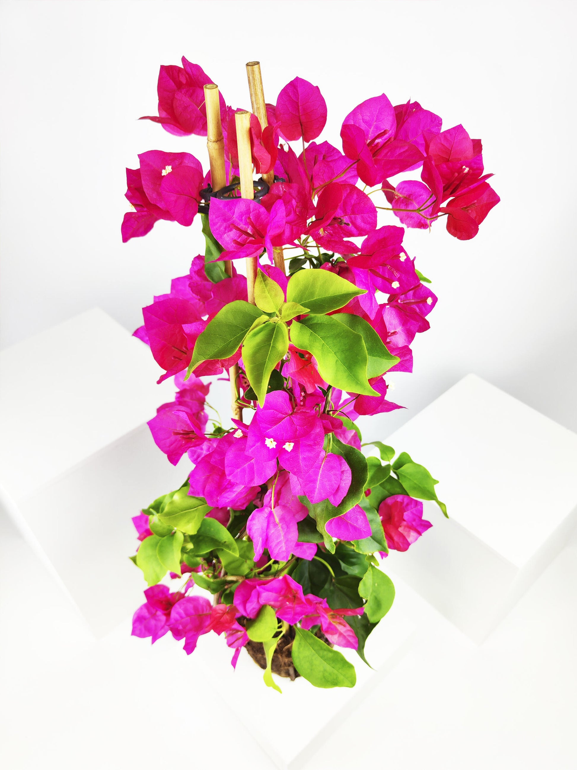 Bougainvillea O Buganvilla_3