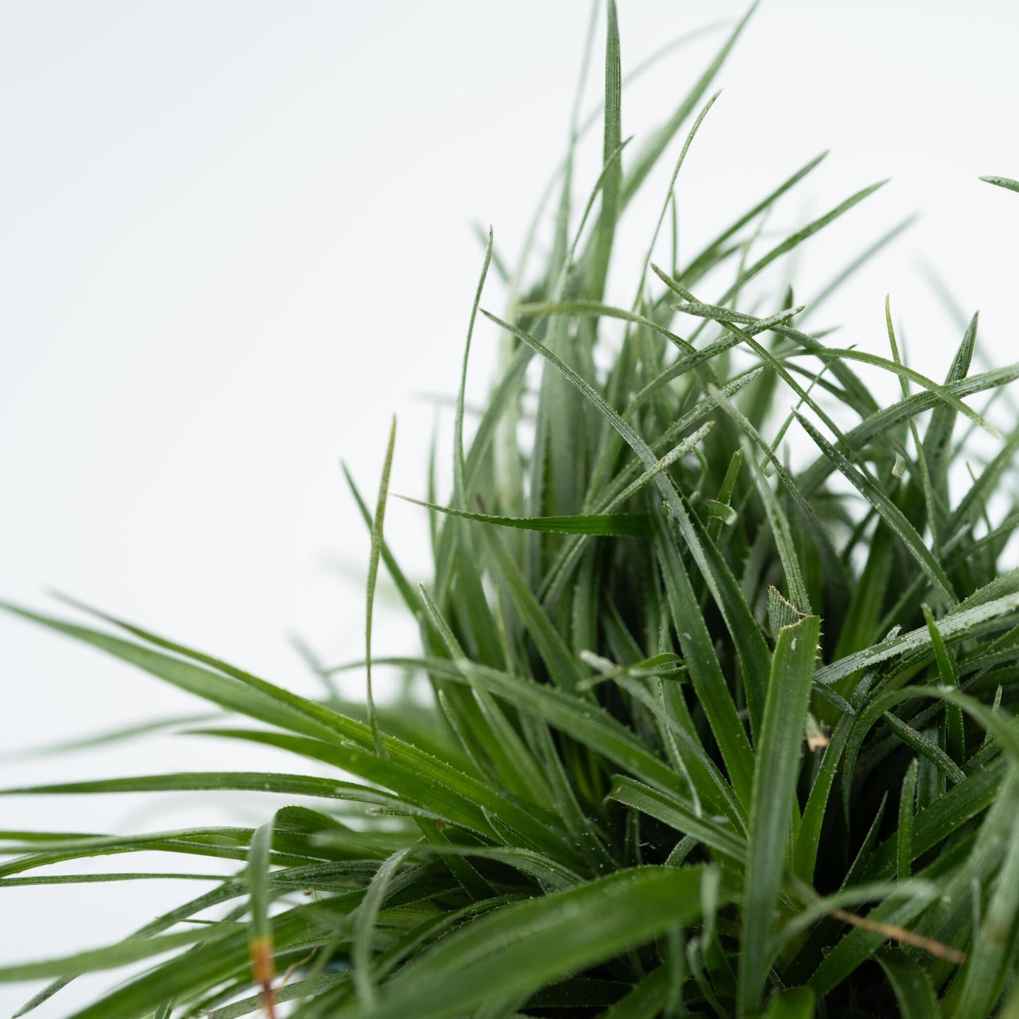Bromelia Azul - 2 Pzs - Fascicularia - Altura 20-30cm - ⌀13cm_3
