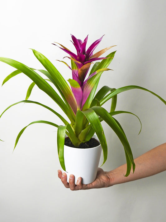 Bromelia O Guzmanía_0