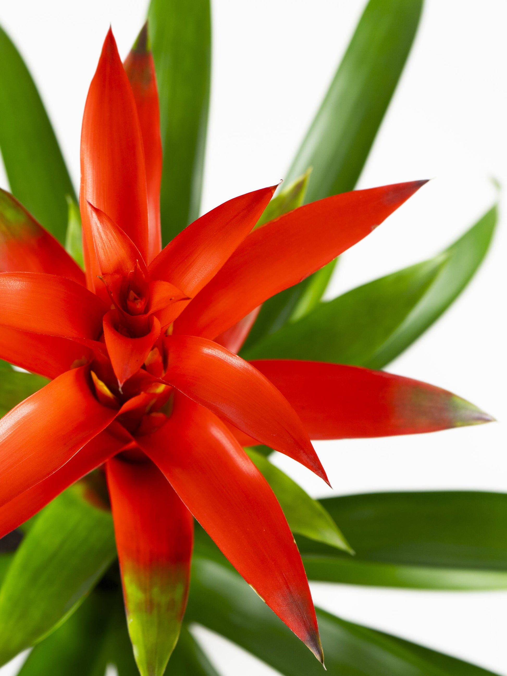 Bromelia O Guzmanía_1