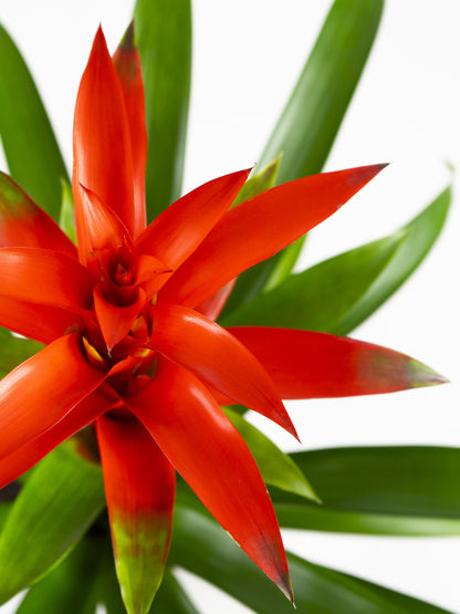 Bromelia O Guzmanía_1