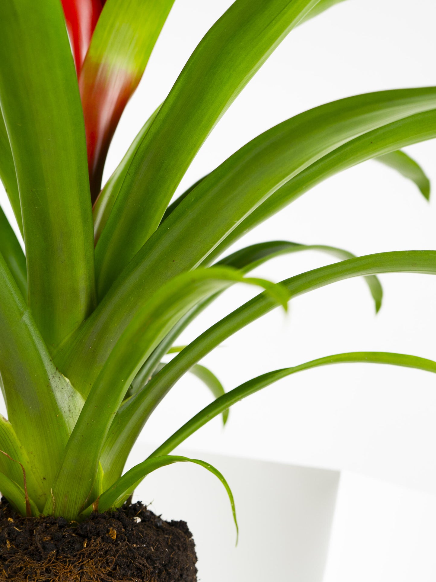 Bromelia O Guzmanía_2