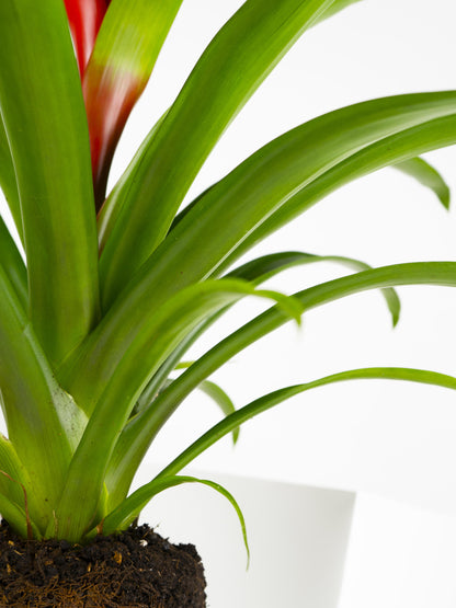 Bromelia O Guzmanía_2