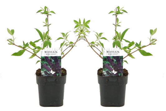 Budleia - 2 Pzs - Buddleja Davidii 'black Knight' - Altura 30-40cm - ⌀17cm_0