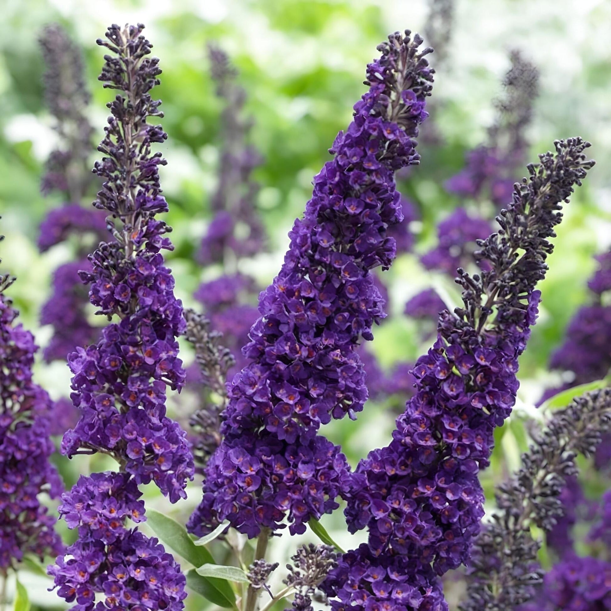 Budleia - 2 Pzs - Buddleja Davidii 'black Knight' - Altura 30-40cm - ⌀17cm_1