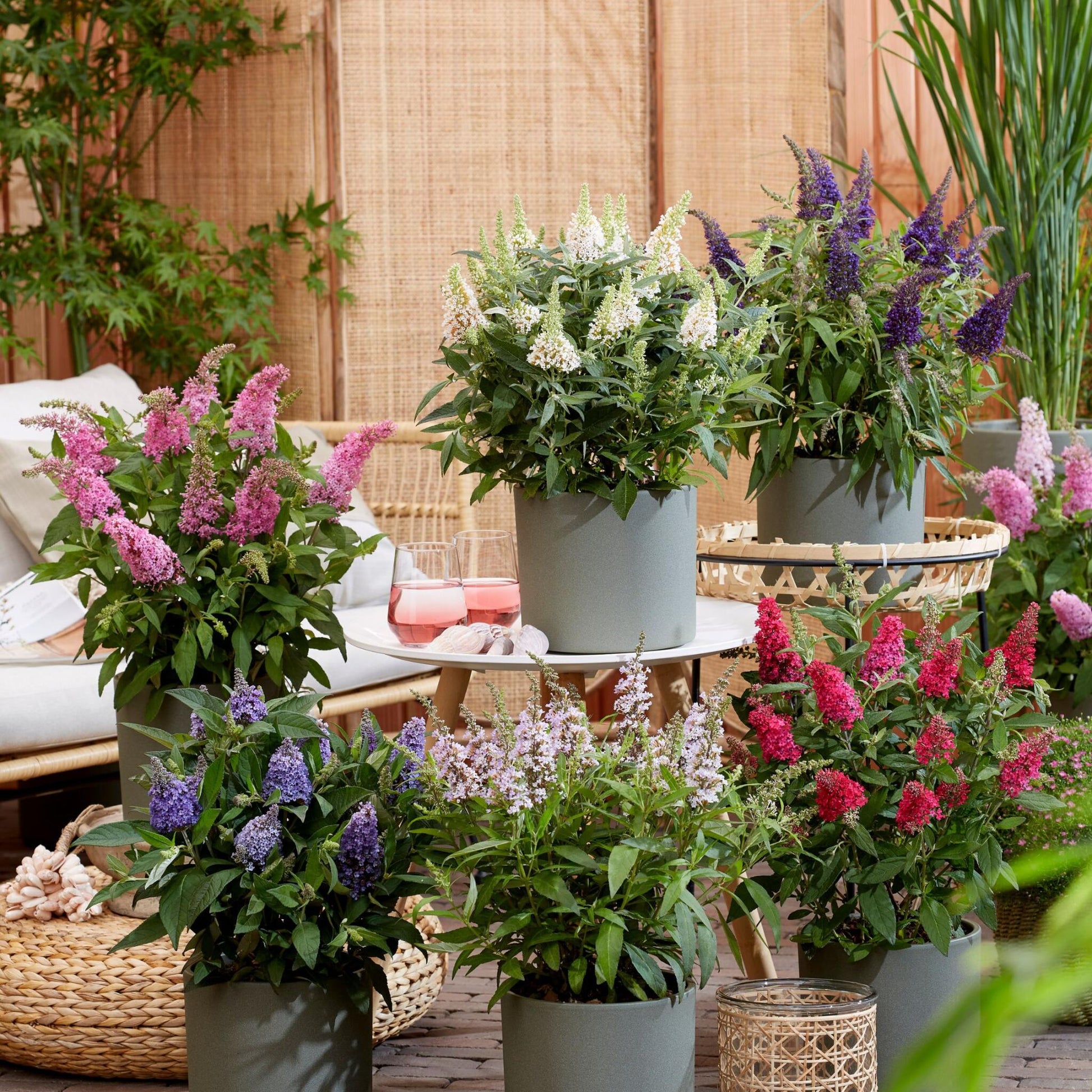 Budleia - 2 Pzs - Buddleja Davidii 'candy' - Altura 30-40cm - ⌀19cm_1