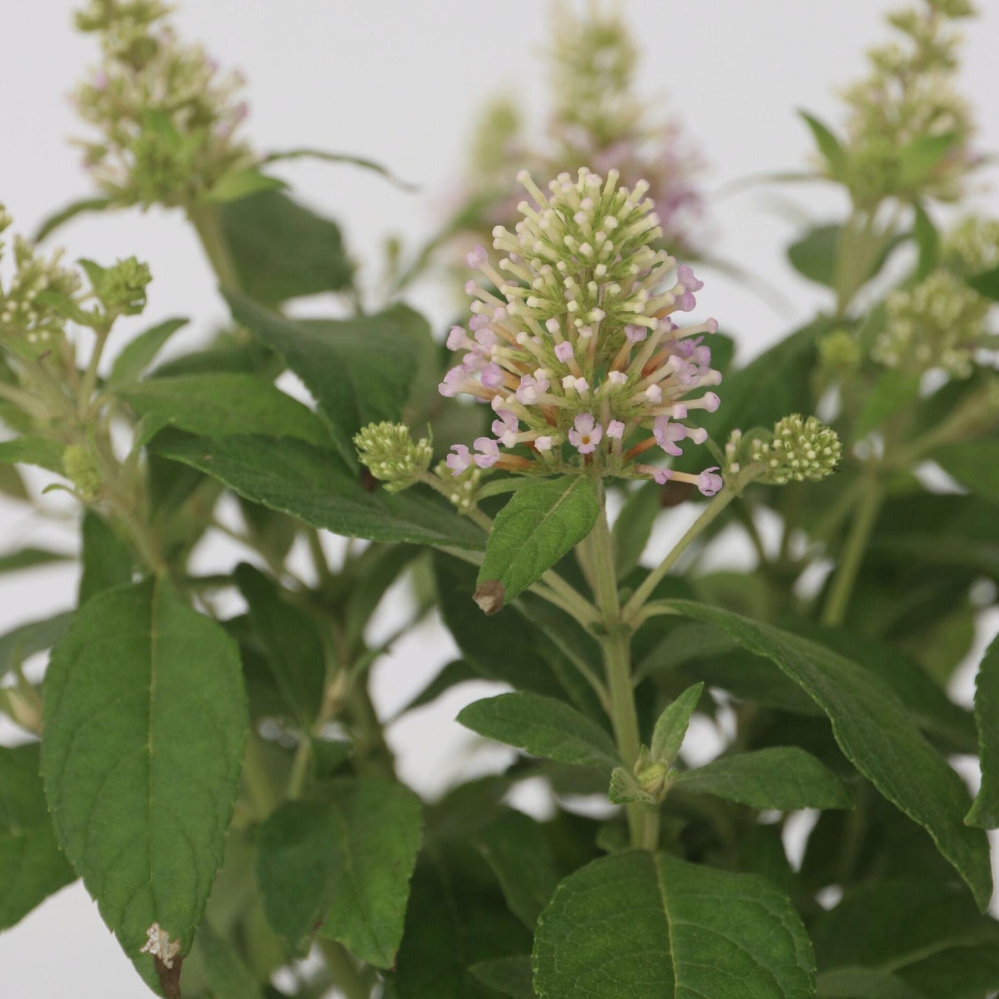 Budleia - 2 Pzs - Buddleja Davidii 'candy' - Altura 30-40cm - ⌀19cm_3