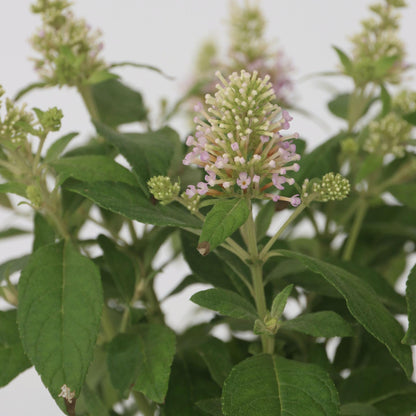 Budleia - 2 Pzs - Buddleja Davidii 'candy' - Altura 30-40cm - ⌀19cm_3