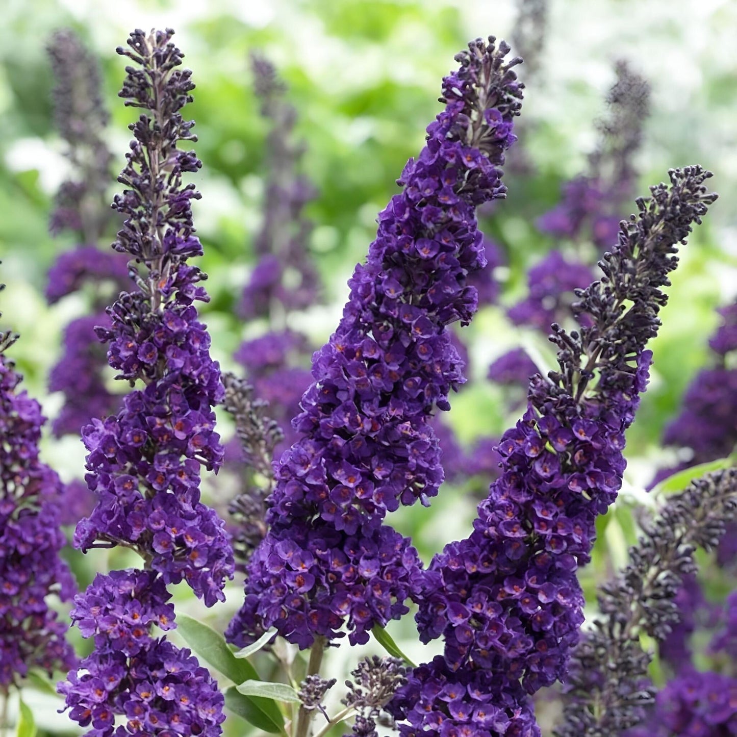 Budleia - 4 Pzs - Buddleja Davidii 'black Knight' - Altura 30-40cm - ⌀17cm_1