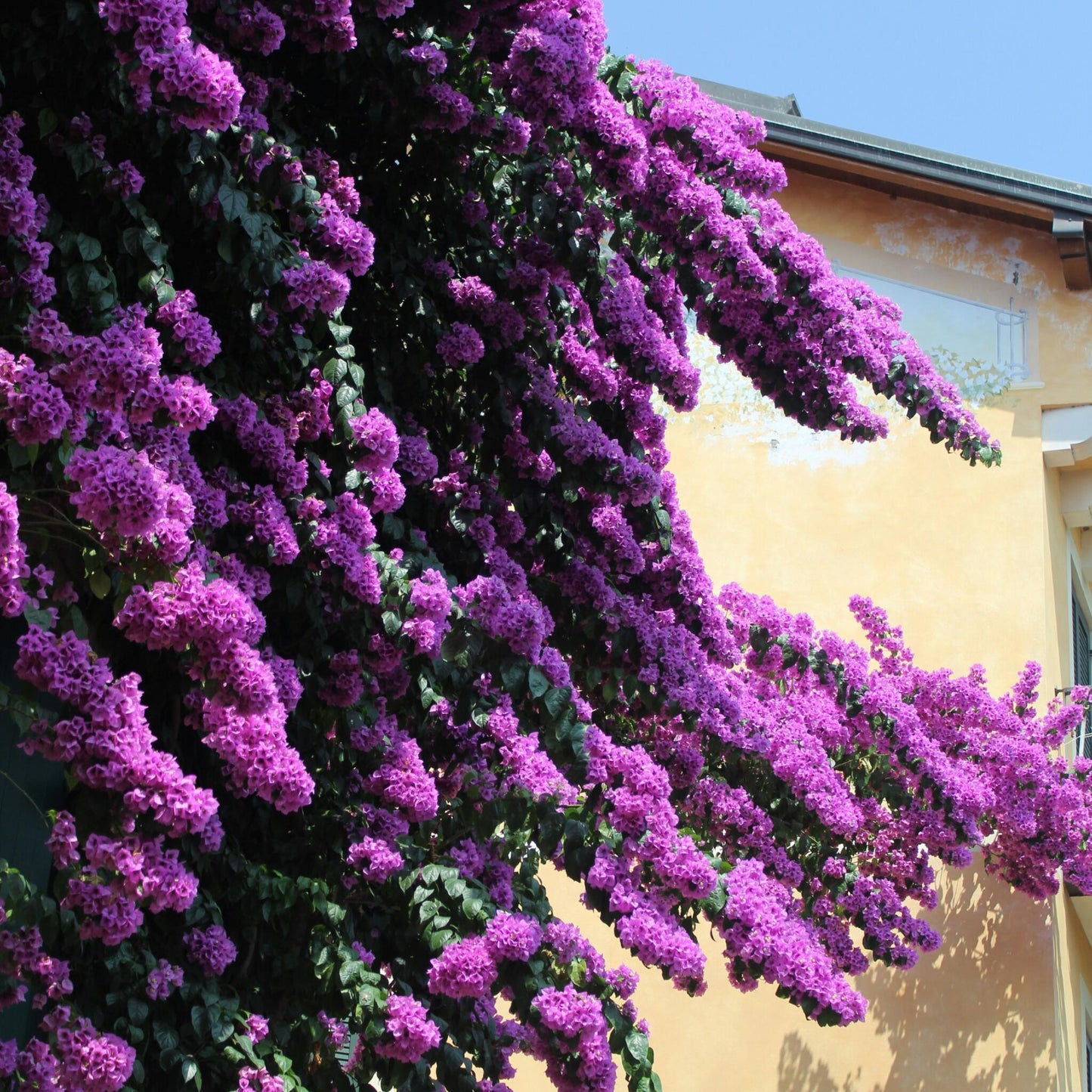 Buganvilla - 2 Pzs - Bougainvillea 'alexandra' - Altura 50-60cm - ⌀17cm_4