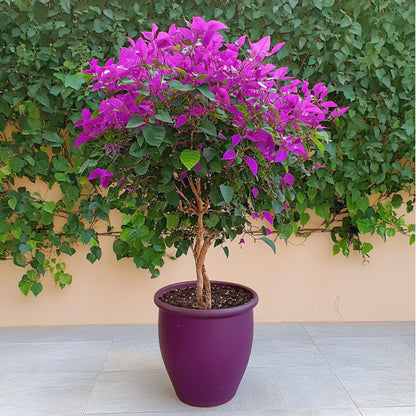 Buganvilla - Bougainvillea 'alexandra' - Altura 50-60cm - ⌀17cm_1