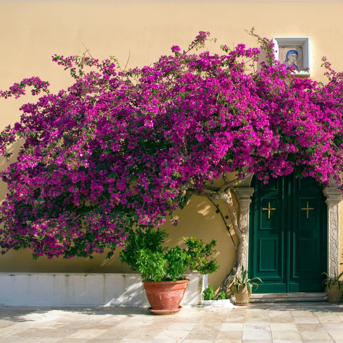 Buganvilla - Bougainvillea 'alexandra' - Altura 50-60cm - ⌀17cm_1