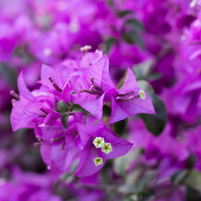 Buganvilla - Bougainvillea 'alexandra' - Altura 50-60cm - ⌀17cm_3