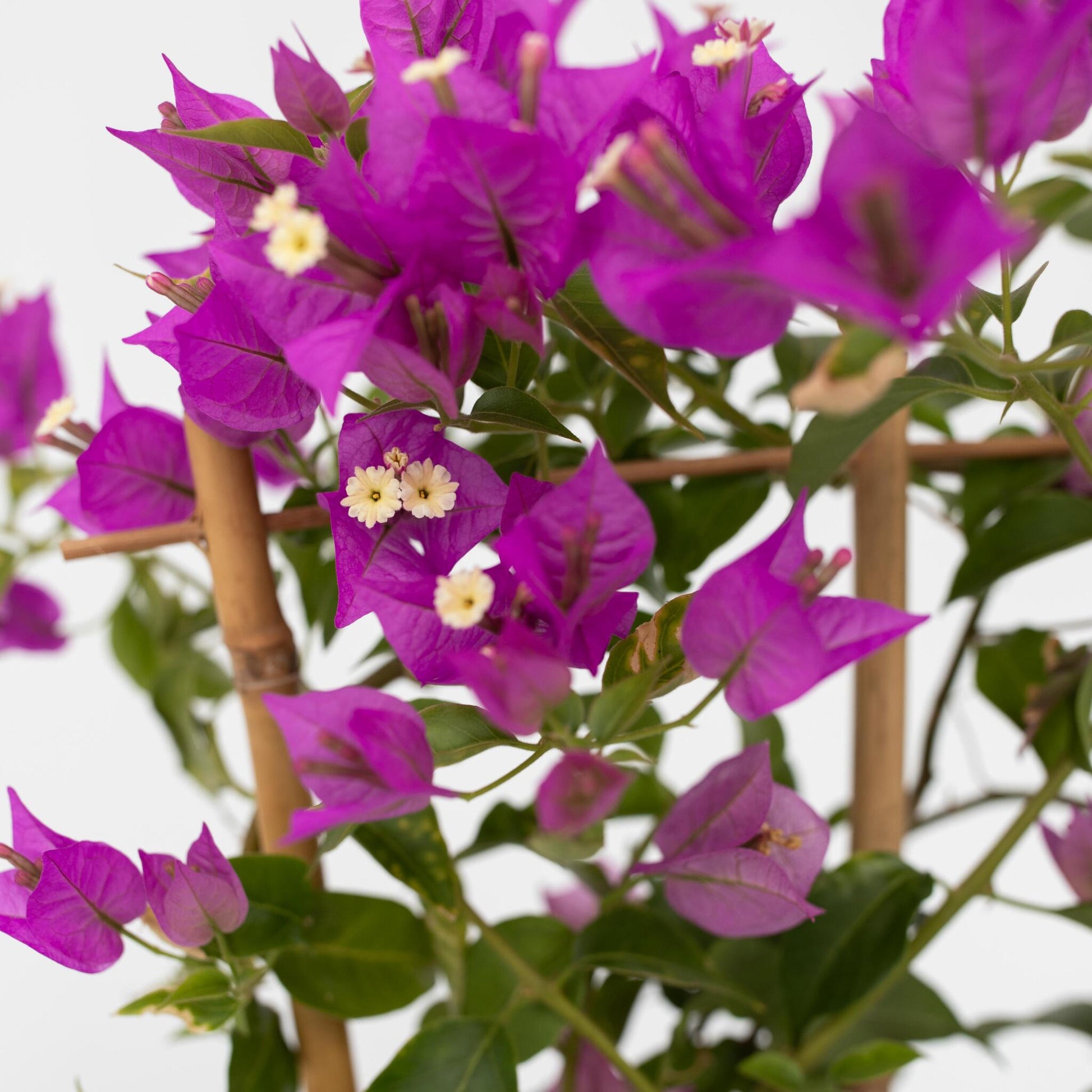 Buganvilla - Bougainvillea 'alexandra' - Altura 50-60cm - ⌀17cm_3