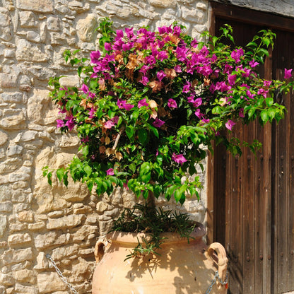 Buganvilla - Bougainvillea 'alexandra' - Altura 50-60cm - ⌀17cm_4