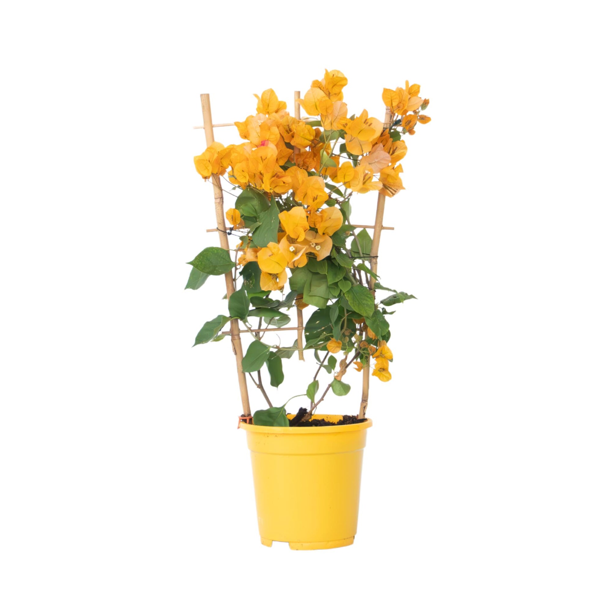 Buganvilla - Bougainvillea 'dania' - Altura 50-60cm - ⌀17cm_0