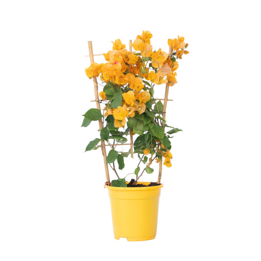Buganvilla - Bougainvillea 'dania' - Altura 50-60cm - ⌀17cm_0
