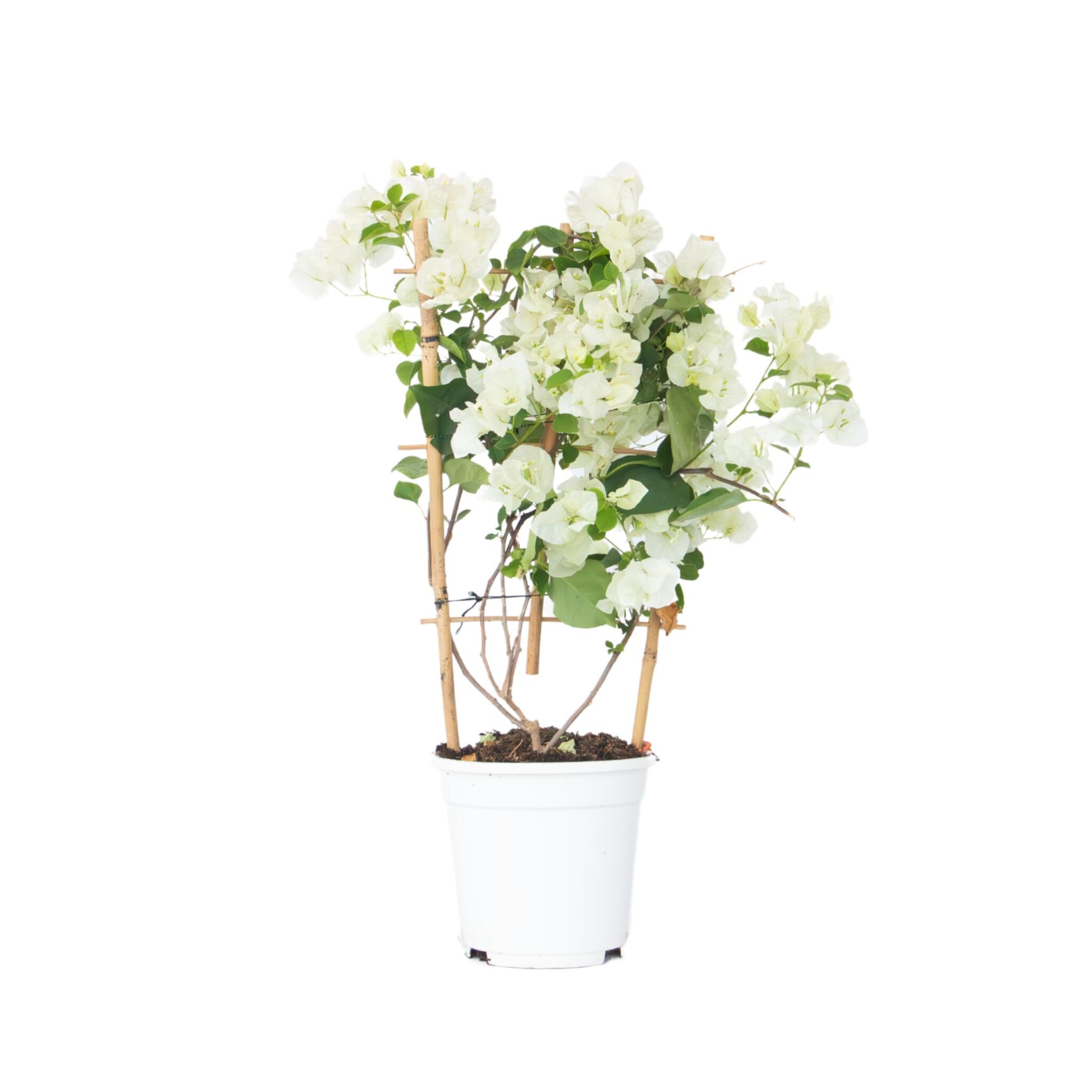 Buganvilla - Bougainvillea 'dania' - Altura 50-60cm - ⌀17cm_0
