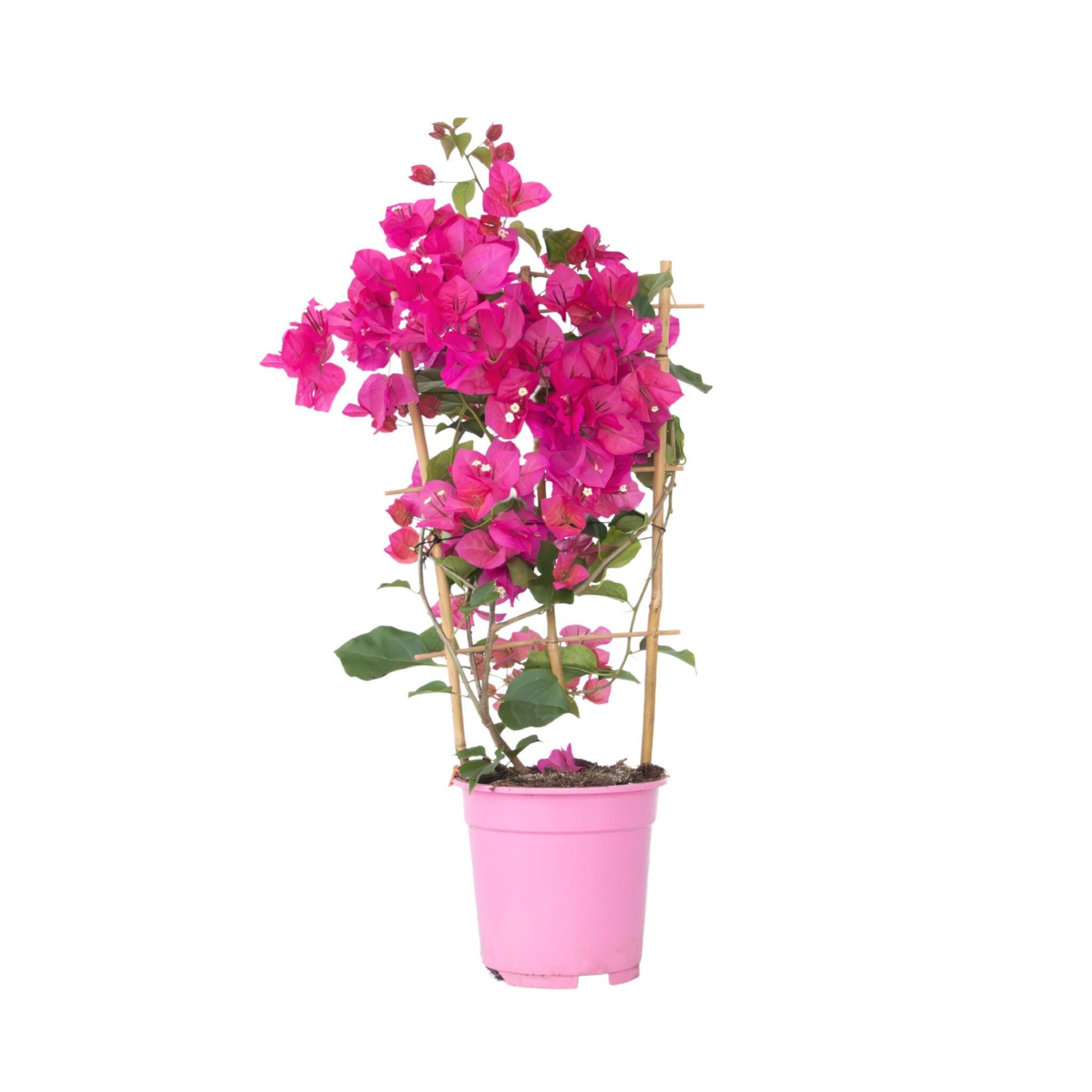 Buganvilla - Bougainvillea 'dania' - Altura 50-60cm - ⌀17cm_0