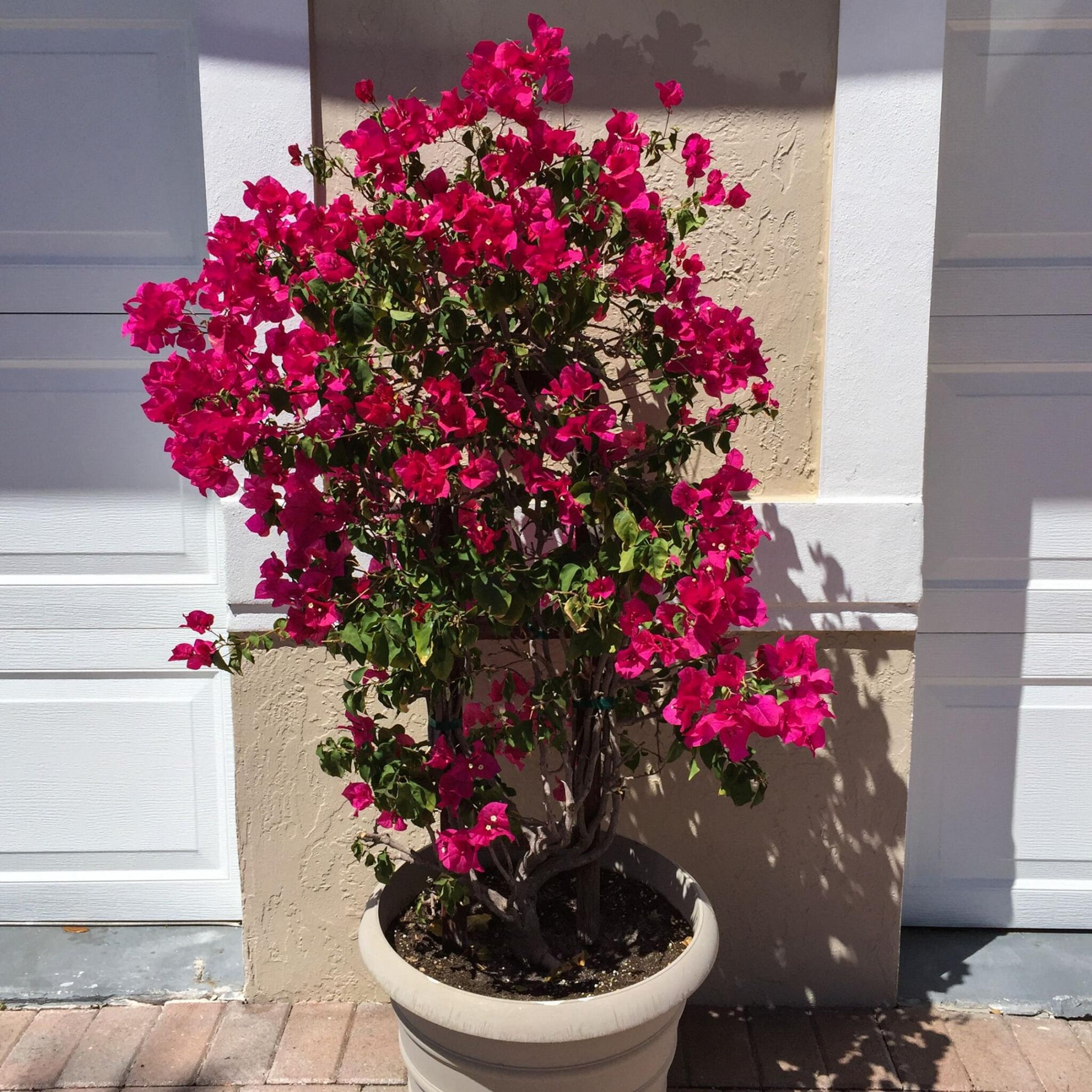 Buganvilla - Bougainvillea 'dania' - Altura 50-60cm - ⌀17cm_1