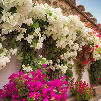 Buganvilla - Bougainvillea 'dania' - Altura 50-60cm - ⌀17cm_1