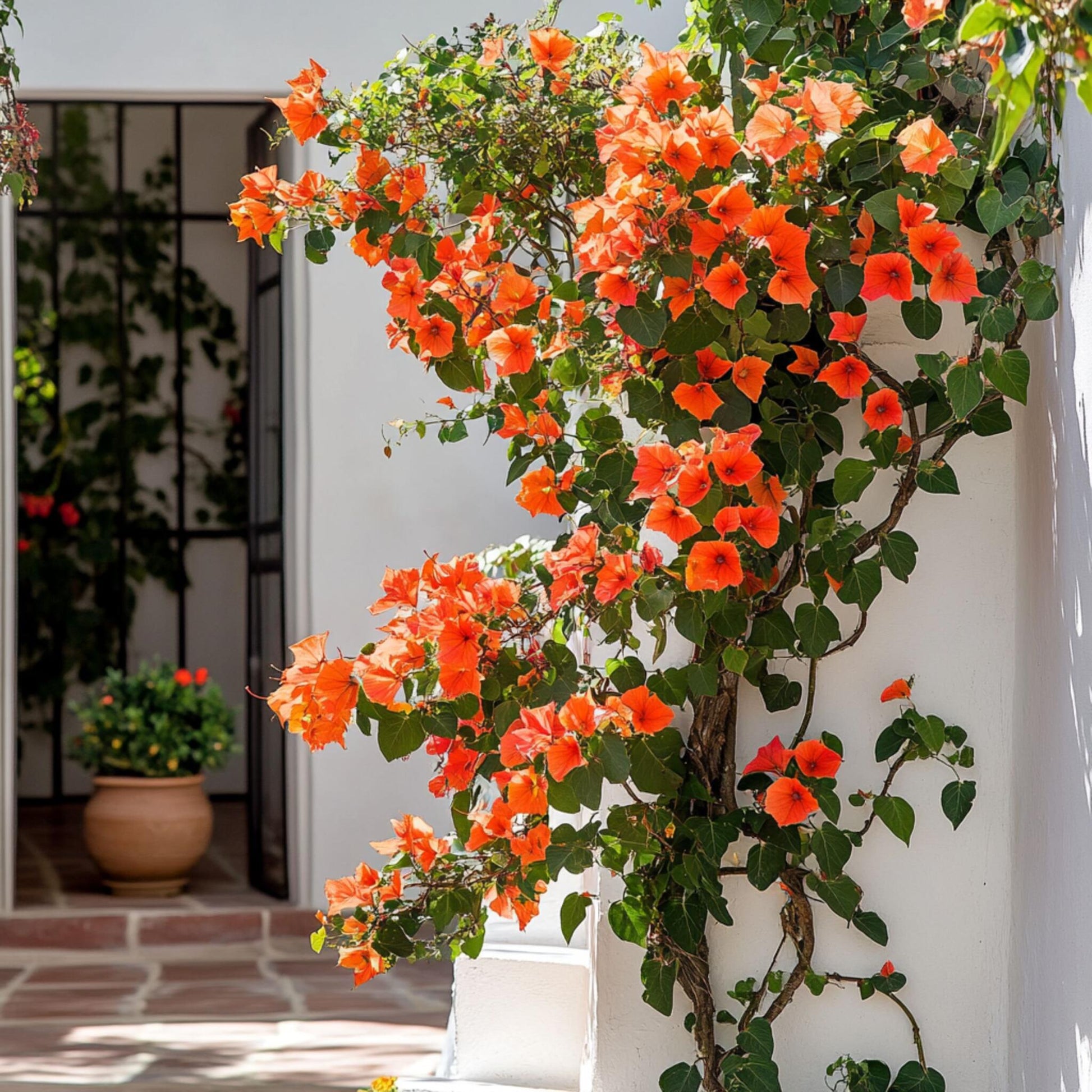 Buganvilla - Bougainvillea 'dania' - Altura 50-60cm - ⌀17cm_1