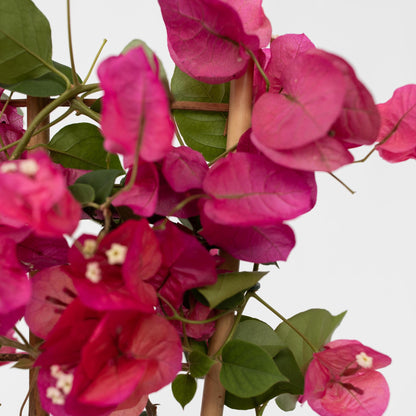 Buganvilla - Bougainvillea 'dania' - Altura 50-60cm - ⌀17cm_3