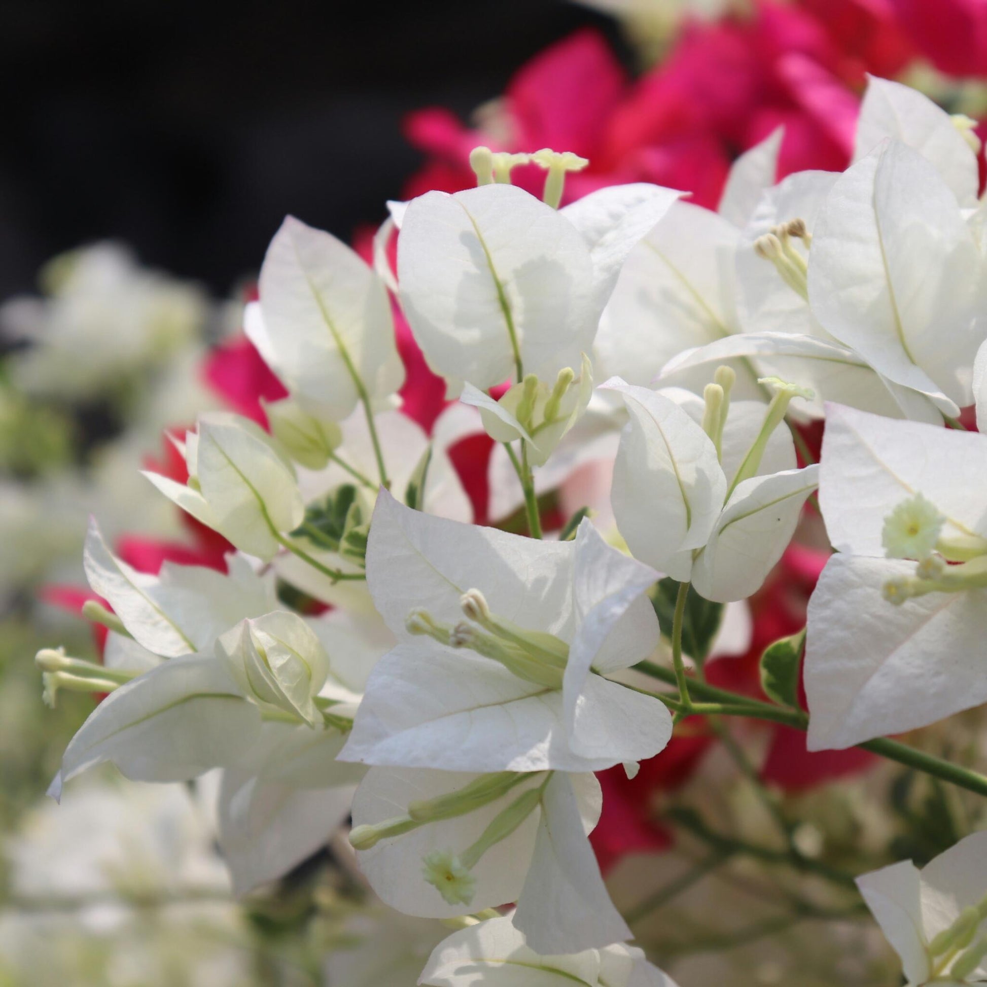 Buganvilla - Bougainvillea 'dania' - Altura 50-60cm - ⌀17cm_3
