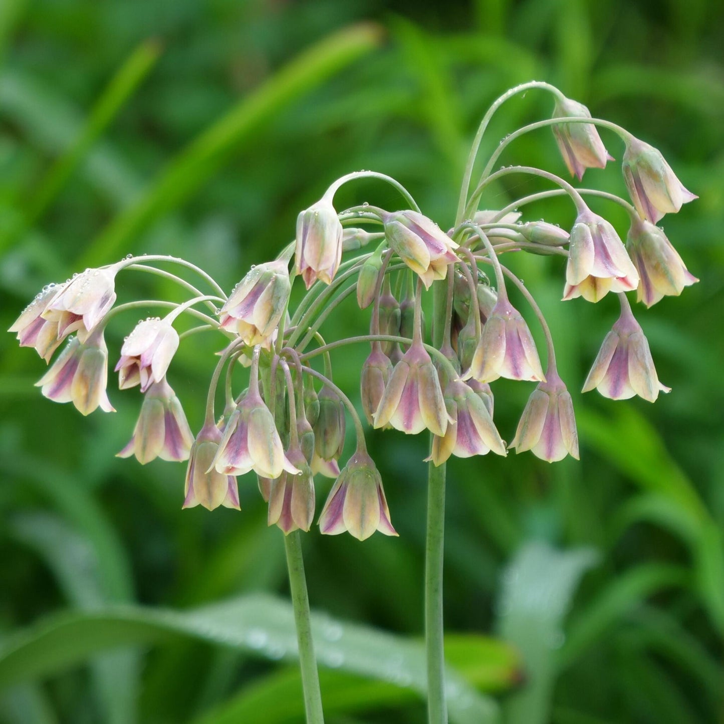 Bulbos De Allium - 160 Pzs - Allium - Bulbos De Flores_3