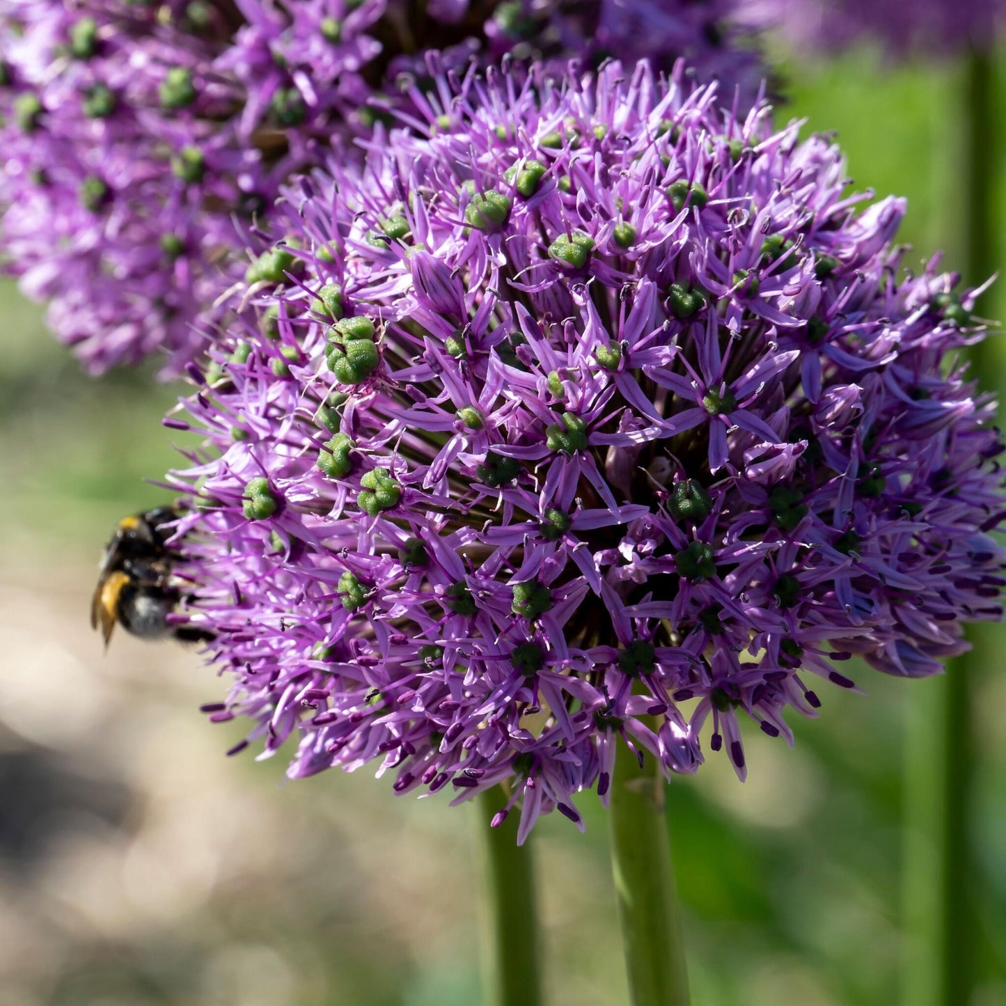 Bulbos De Allium - 16 Pzs - Allium 'gladiator' - Bulbos De Flores - Púrpura_3