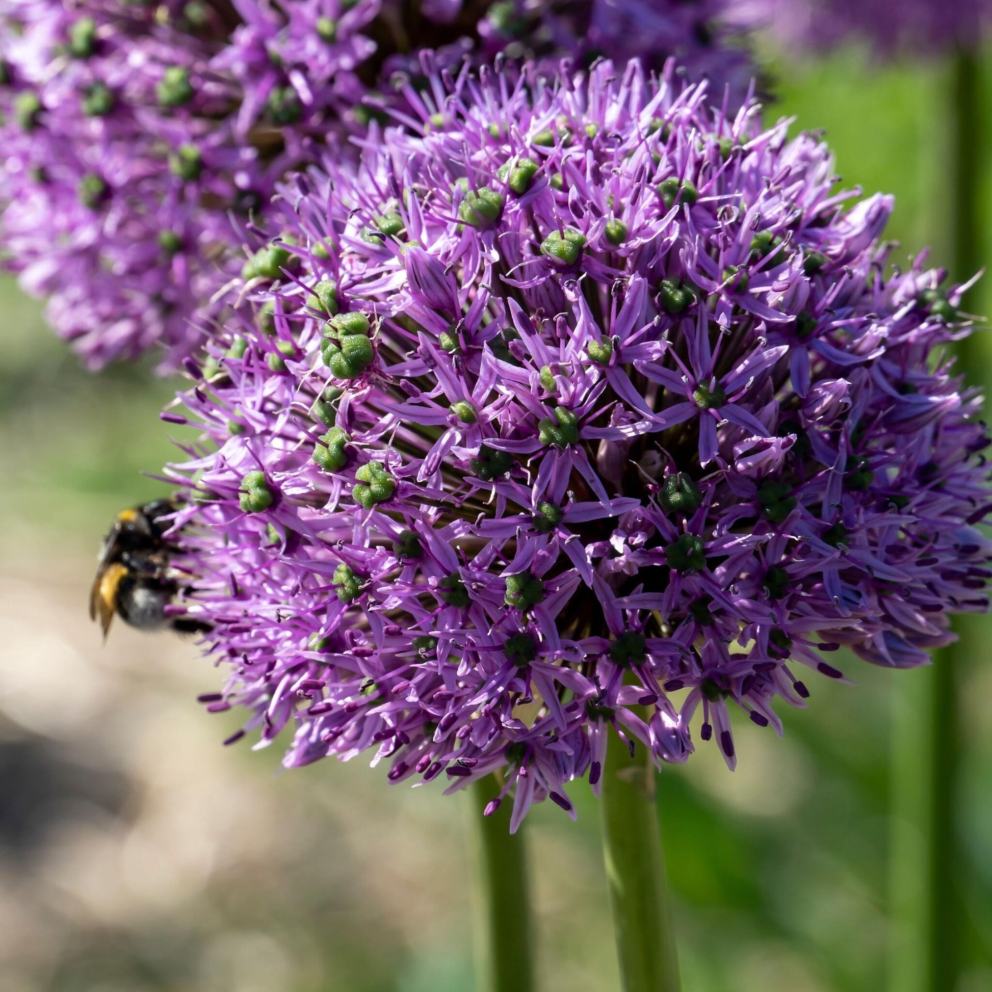Bulbos De Allium - 16 Pzs - Allium 'gladiator' - Bulbos De Flores - Púrpura_3