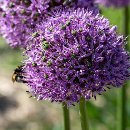 Bulbos De Allium - 16 Pzs - Allium 'gladiator' - Bulbos De Flores - Púrpura_3