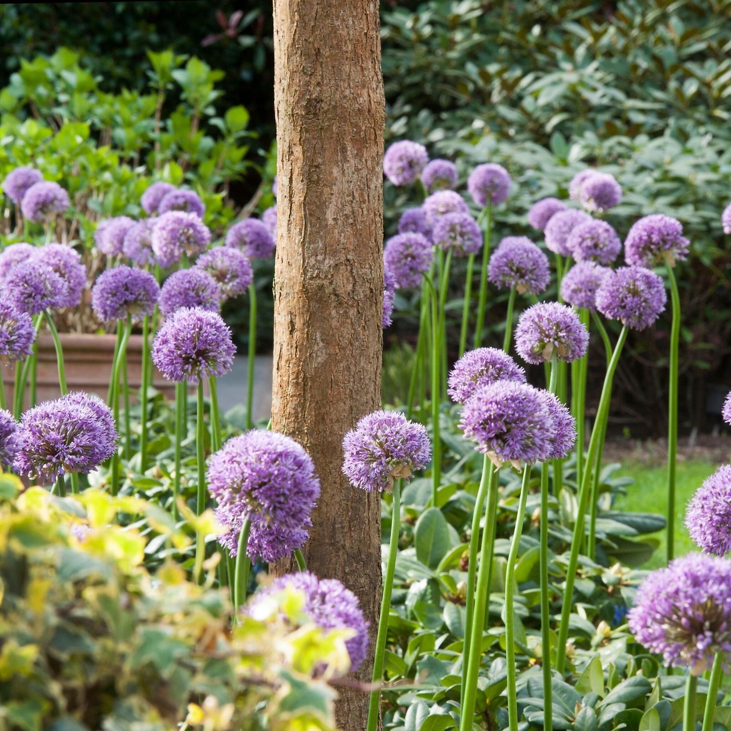 Bulbos De Allium - 16 Pzs - Allium 'gladiator' - Bulbos De Flores - Púrpura_4