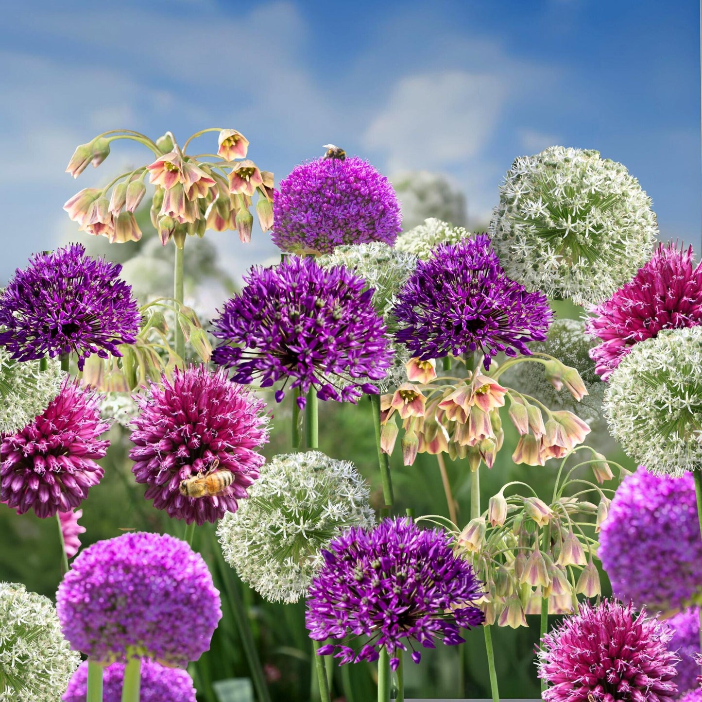 Bulbos De Allium - 80 Pzs - Allium - Bulbos De Flores_1