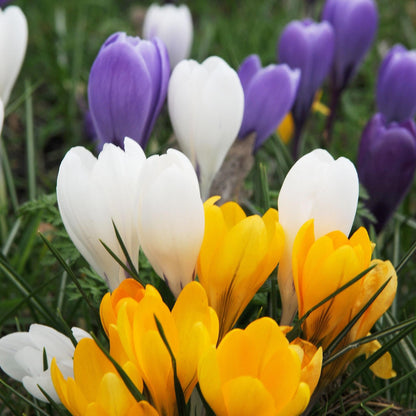 Bulbos De Crocus - 120 Pzs - Crocus Mix - Bulbos De Flores_1