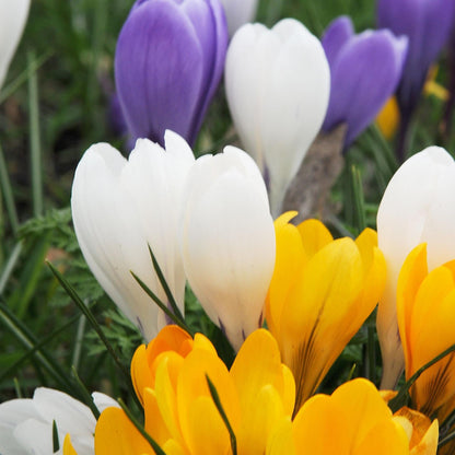 Bulbos De Crocus - 120 Pzs - Crocus Mix - Bulbos De Flores_3