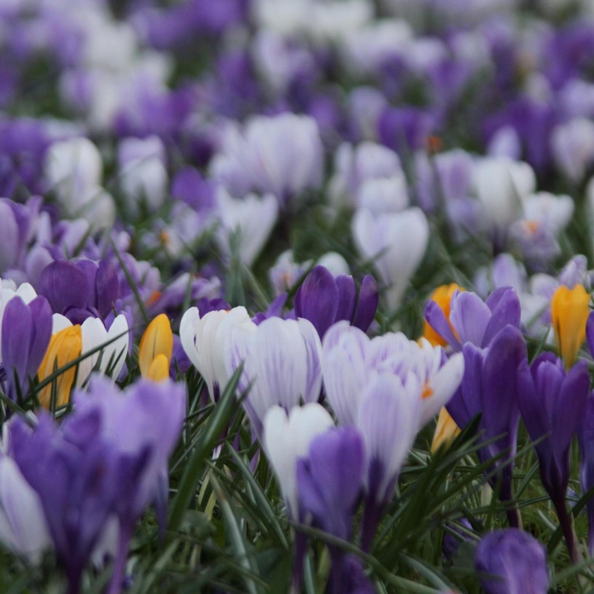 Bulbos De Crocus - 30 Pzs - Crocus 'large Flowering Mix' - Bulbos De Flores_1
